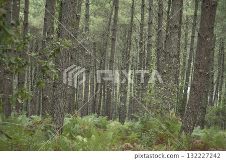 Lush ferns stand tall in Landes pine forest during a serene day in Moliets 132227242