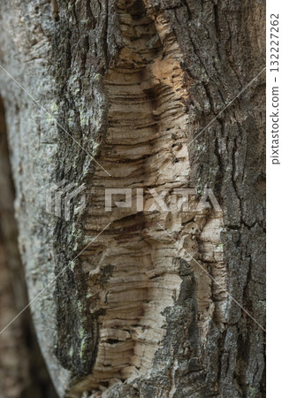 Cork oak bark texture in Courant de Huchet forest, Departement des Landes 132227262