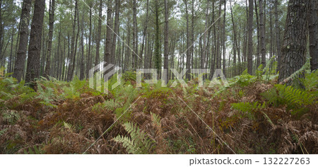 Lush ferns stand tall in Landes pine forest during a serene day in Moliets 132227263