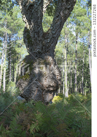 Sunlight filters through trees cork oak at the edge of a Landes forest, Moliets 132227268