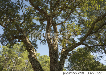 Sunlight filters through trees cork oak at the edge of a Landes forest, Moliets Sunlight filters through trees cork oak at the edge of a Landes forest, Moliets 132227273