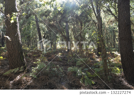 Explore the serene beauty of Courant de Huchet forest in Departement des Landes Explore the serene beauty of Courant de Huchet forest in Departement des Landes 132227274