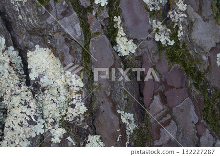 Moss and lichen covering rocks near Lac de Leon in the Landes region Moss and lichen covering rocks near Lac de Leon in the Landes region 132227287