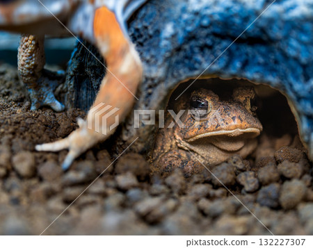 埃及綠蟾蜍的特寫 132227307