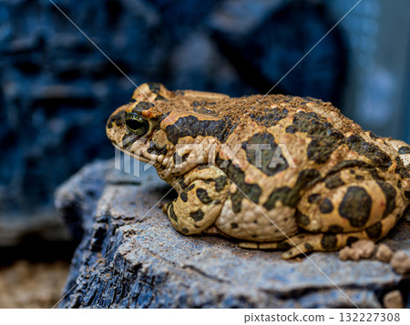 Close up of Egyptian green toad 132227308