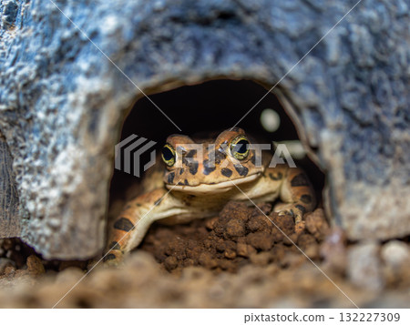 Close up of Egyptian green toad 132227309