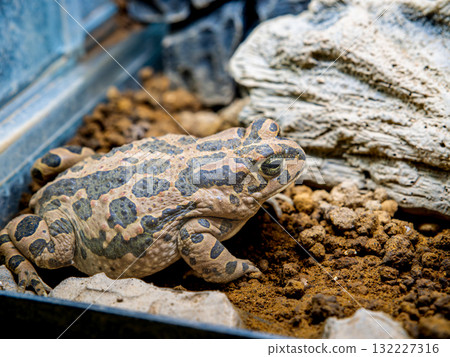 Close up of Egyptian green toad 132227316
