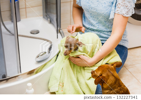 Woman drying pinscher after shower Woman drying pinscher after shower 132227341