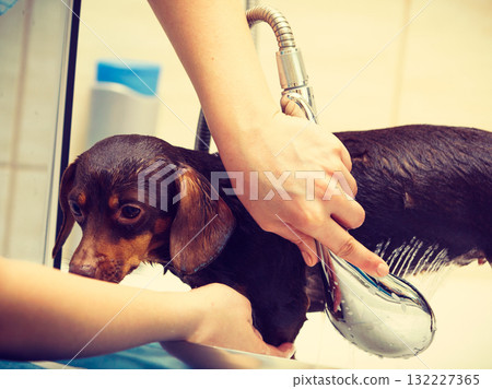 Woman showering her dog Woman showering her dog 132227365