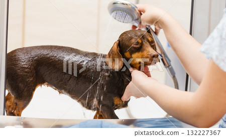 Woman showering her dog Woman showering her dog 132227367
