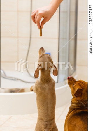 Person giving food treats to small dogs Person giving food treats to small dogs 132227372