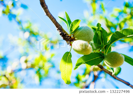 Olives on olive tree. Season nature 132227496