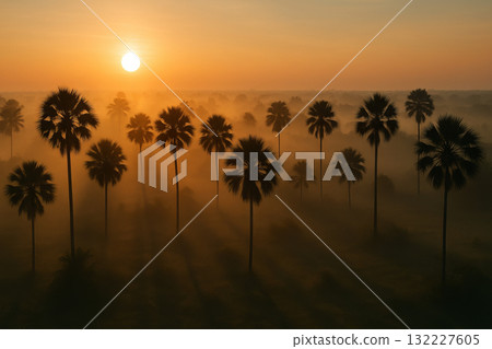 Misty palm sunrise with soft shadows creating serene landscape and natural beauty in golden morning light Misty palm sunrise with soft shadows creating serene landscape and natural beauty in golden morning light 132227605