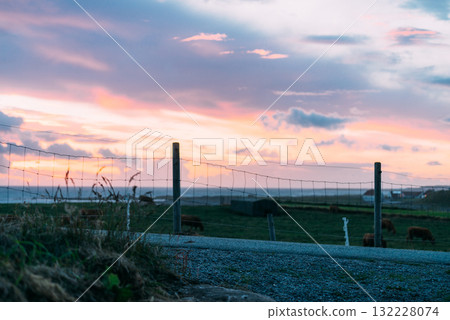Cows on pasture. Cows on pasture. 132228074