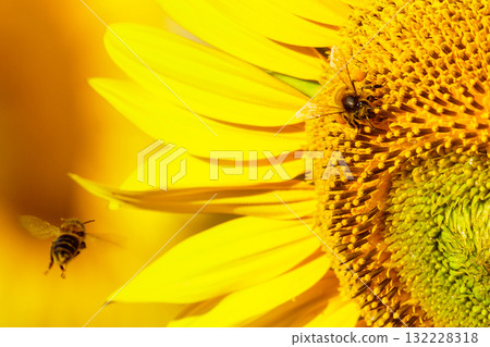 Honey bee collecting pollen at yellow flower. close up Honey bee collecting pollen at yellow flower. close up 132228318