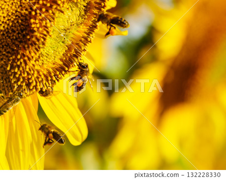 Honey bee collecting pollen at yellow flower. close up Honey bee collecting pollen at yellow flower. close up 132228330