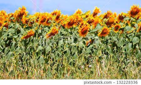 Field of blooming sunflowers, Provence France. Field of blooming sunflowers, Provence France. 132228336