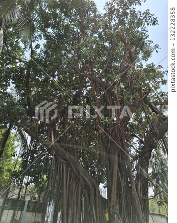 Majestic banyan tree with aerial roots and lush green canopy Majestic banyan tree with aerial roots and lush green canopy 132228358
