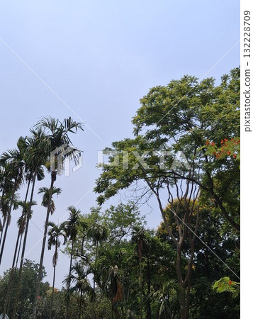 Lush green trees and palm fronds against a clear sky 132228709