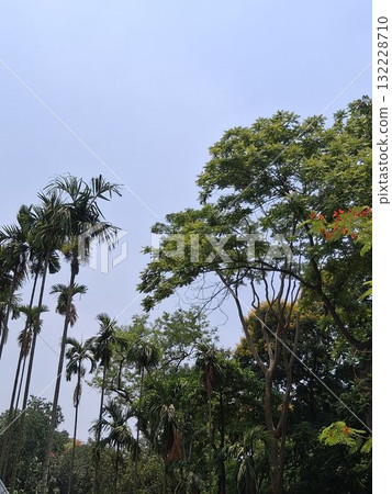 Lush green trees and palm fronds against a clear sky Lush green trees and palm fronds against a clear sky 132228710
