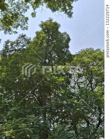 A dense canopy of vibrant green leaves from a large tree stretches towards a clear, bright blue sky 132228714