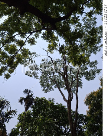 Looking up through lush green tree branches towards a cloudy sky Looking up through lush green tree branches towards a cloudy sky 132228717