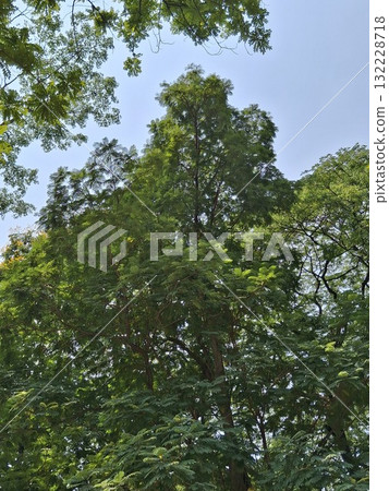 A dense canopy of vibrant green leaves from tall trees, reaching towards a clear, bright blue sky on a sunny day A dense canopy of vibrant green leaves from tall trees, reaching towards a clear, bright blue sky on a sunny day 132228718