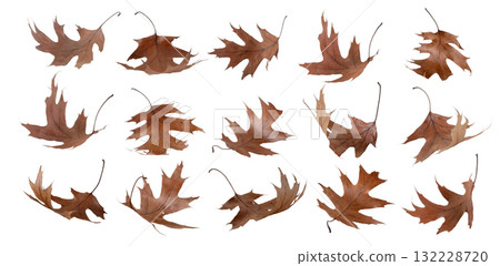 Dry autumn brown flying oak leaves set 132228720