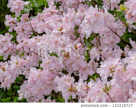 Pale pink blossoms of rhododendron schlippenbachii or royal azalea 132228727