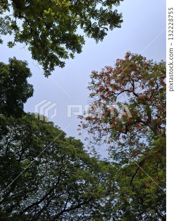 Looking up through lush green tree canopies at a clear blue sky Looking up through lush green tree canopies at a clear blue sky 132228755