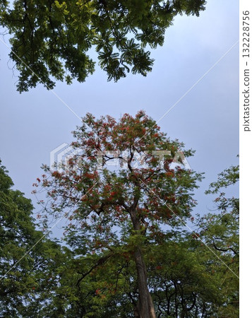 Vibrant tree canopy against a cloudy sky Vibrant tree canopy against a cloudy sky 132228756