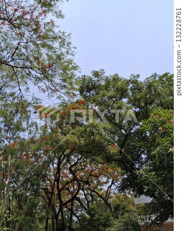 Lush green trees under a cloudy sky Lush green trees under a cloudy sky 132228761