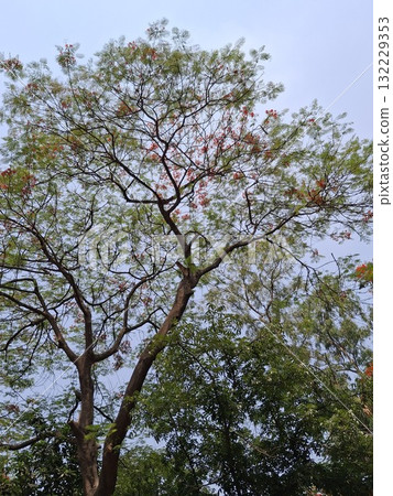 Blooming tree branches against a soft blue sky Blooming tree branches against a soft blue sky 132229353