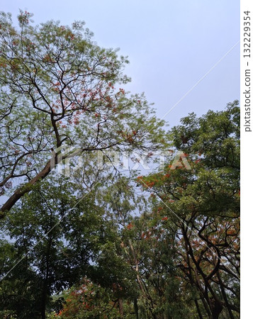 Close-up view of lush green trees with delicate white and pink blossoms reaching towards a pale blue sky Close-up view of lush green trees with delicate white and pink blossoms reaching towards a pale blue sky 132229354