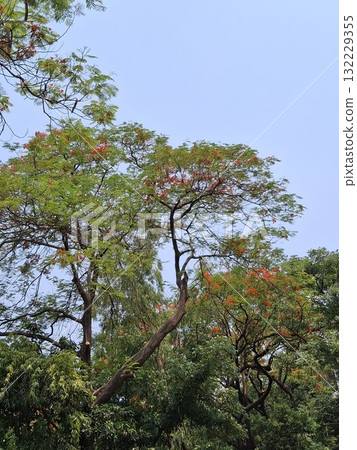 Lush green trees with red flowers against a clear blue sky- 132229355