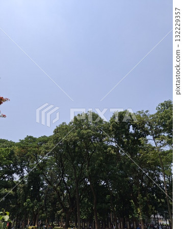 Lush green trees against a clear blue sky Lush green trees against a clear blue sky 132229357