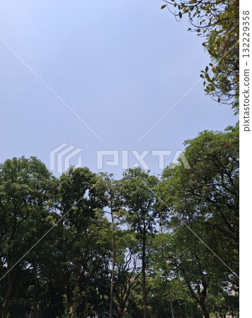 A serene landscape featuring a dense canopy of vibrant green trees under a soft, hazy blue sky A serene landscape featuring a dense canopy of vibrant green trees under a soft, hazy blue sky 132229358