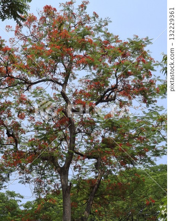 Vibrant tree with red and pink blossoms against a blue sky 132229361