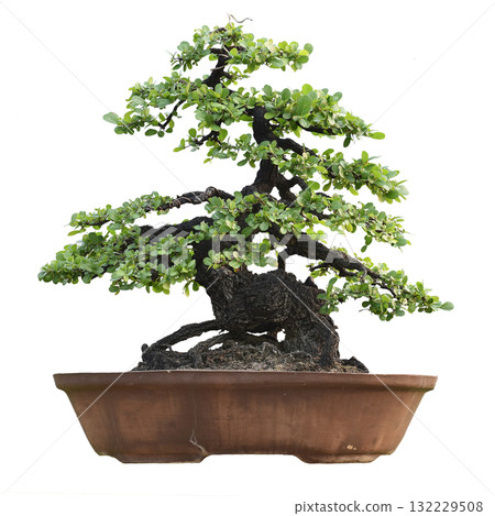 Small bonsai plants in pots are a hobby for decorating the garden isolated on white background 132229508