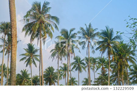 Tropical summer background image for nature travel concept. There are tall coconut trees and blue skies. 132229509