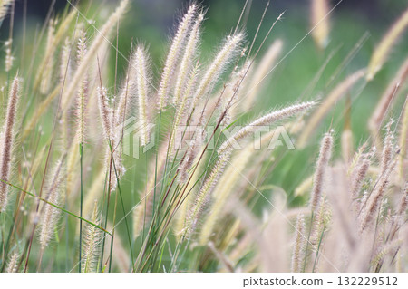 Close up image of fluffy grass flowers in natural meadow with sunlight in the morning Close up image of fluffy grass flowers in natural meadow with sunlight in the morning 132229512