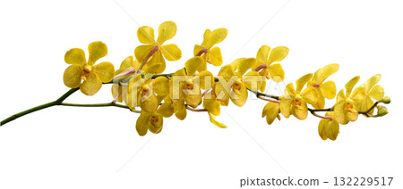 Bouquet of yellow orchids with purple dots isolated on white background Bouquet of yellow orchids with purple dots isolated on white background 132229517