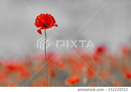 Remembrance day poppy. Red poppies in a poppies field with desaturated background 132229722