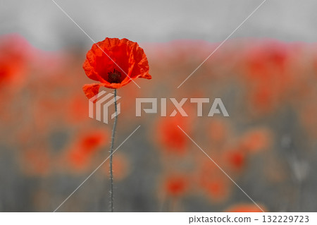 Remembrance day poppy. Red poppies in a poppies field with desaturated background Remembrance day poppy. Red poppies in a poppies field with desaturated background 132229723