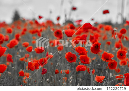 Red poppies in a poppies field. Remembrance or armistice day. Red poppies in a poppies field. Remembrance or armistice day. 132229729