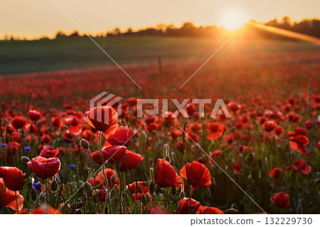 Red poppies in a poppies field. Remembrance or armistice day. Red poppies in a poppies field. Remembrance or armistice day. 132229730