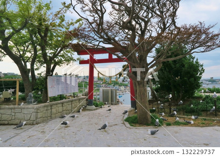 青森縣蕪島神社的風景 青森縣蕪島神社的風景 132229737