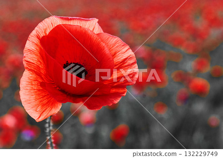 Remembrance day poppy. Red poppies in a poppies field with desaturated background Remembrance day poppy. Red poppies in a poppies field with desaturated background 132229749