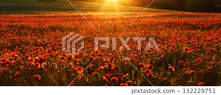 Red poppies in a poppies field. Remembrance or armistice day. 132229751