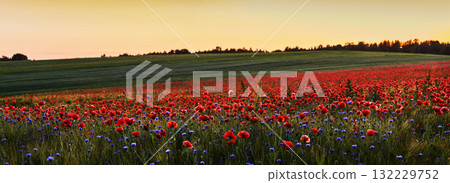 Red poppies in a poppies field. Remembrance or armistice day. 132229752